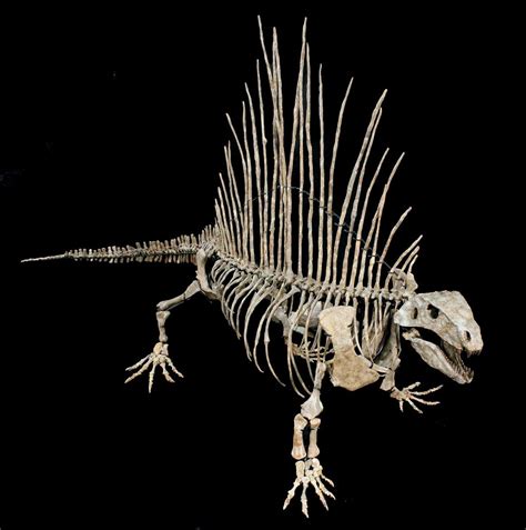 authentic dinosaur fossils for sale